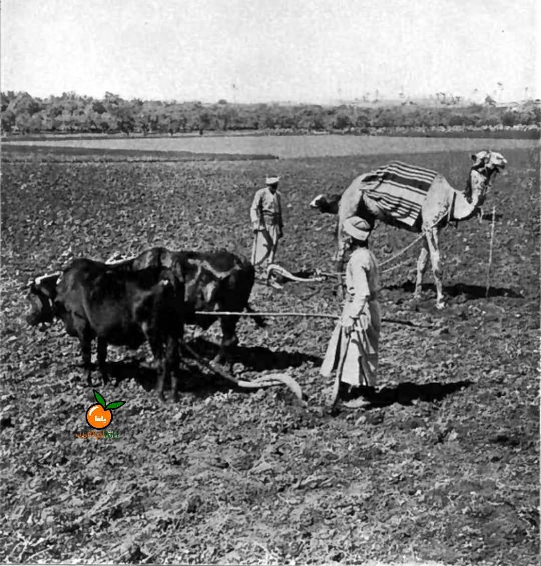  | موسوعة القرى الفلسطينية