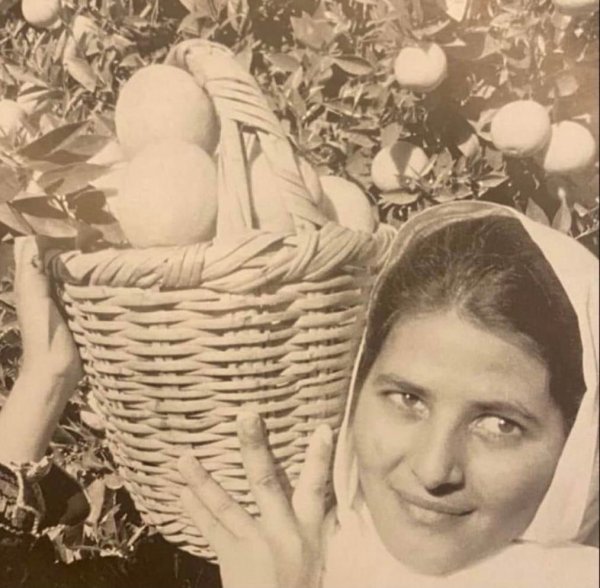 سيدة فلسطينية من قرية كفر عانة قضاء يافا تحمل سلة برتقال من نوع ( شموطي ) ..الصورة النادرة من عام 1937