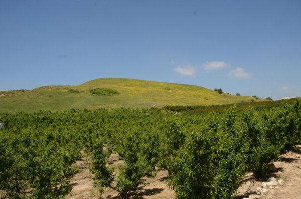 أراضي قرية آبل القمح