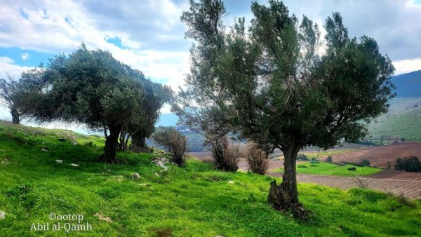 صور حديثة لأراضي قرية آبل القمح نقلاً عن موقع القيامة