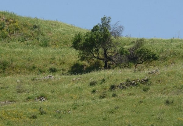 أراضي قرية آبل القمح