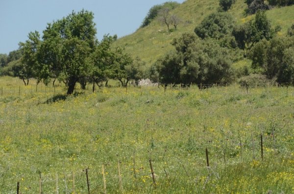 أراضي قرية آبل القمح