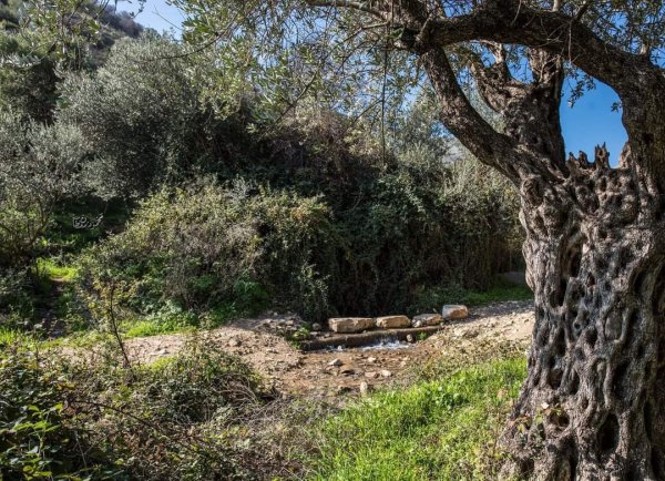 قرية الجاعونة بعدسة:محمود معطان