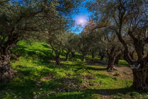 قرية الجاعونة