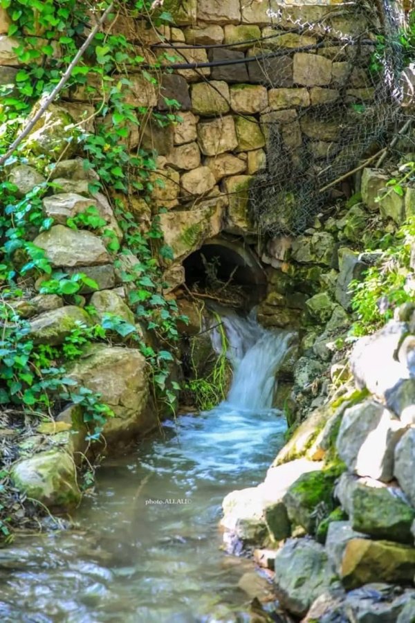 الطبيعة في قرية الجاعونة بعدسة علي علي