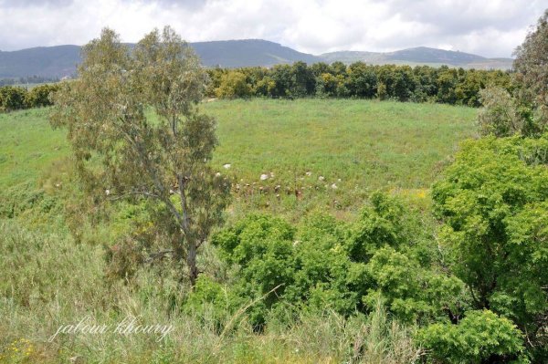  | موسوعة القرى الفلسطينية