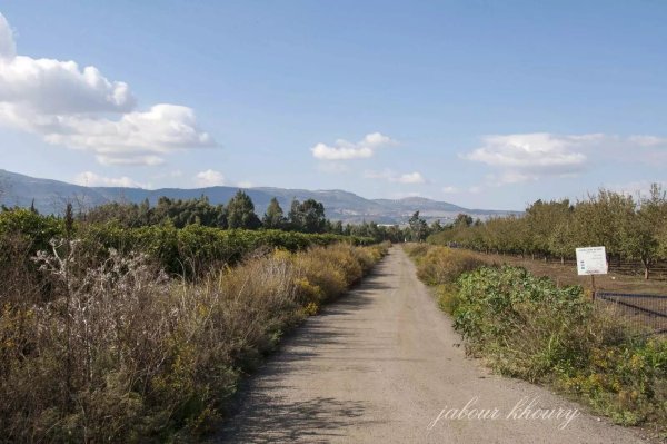 أراضي قرية العابسية، نقلاً عن موقع فلسطين في الذاكرة