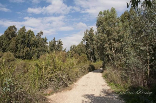 أراضي قرية العابسية مغطاة بالأشجار والأعشاب، نقلاً عن موقع فلسطين في الذاكرة