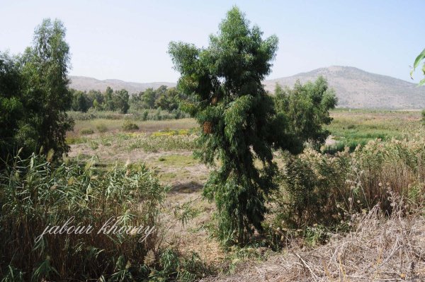  | موسوعة القرى الفلسطينية