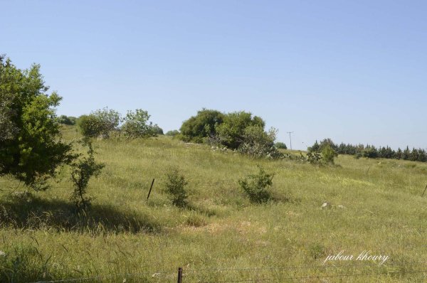 موقع قرية المالكية وتظهر أشجار الزيتون الرمان والتين