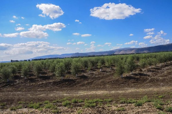 أراضي قرية المفتخرة يغرسها المحتلون أشجار الزيتون، نقلاً عن موقع فلسطين في الذاكرة