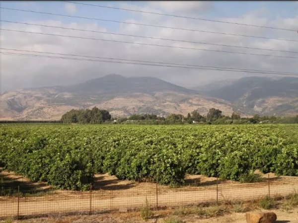 أراضي قرية منشية صفد، نقلاً عن موقع فلسطين في الذاكرة