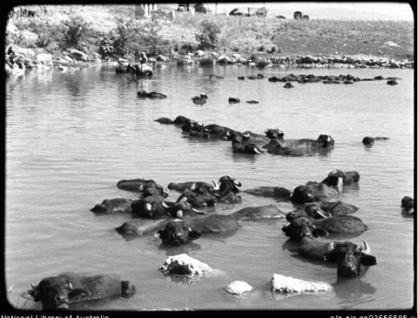  | موسوعة القرى الفلسطينية