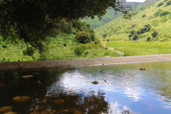 ديشوم / صفد: بعدسة الموثقة رنا عوايسة