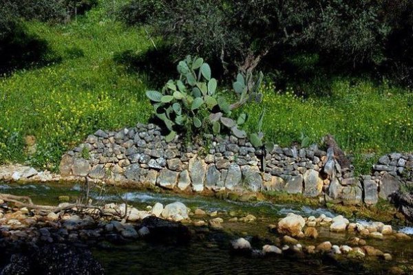 أراضي ديشوم بعدسة سهيل مخول