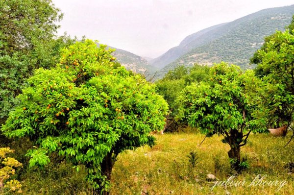 الطبيعة الساحرة من أراضي قرية ديشوم