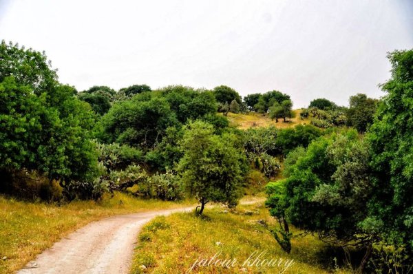 الطبيعة الساحرة من أراضي قرية ديشوم