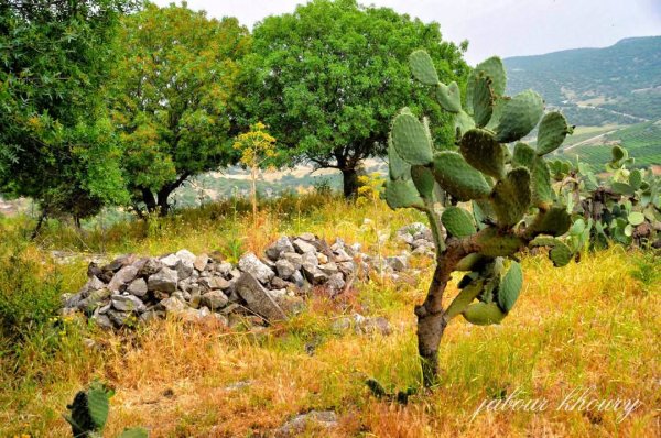 الطبيعة الساحرة من أراضي قرية ديشوم