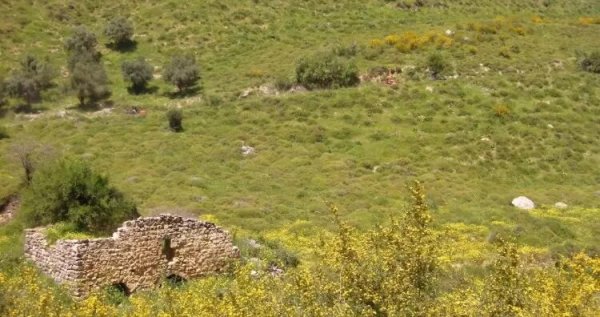 أراضي ديشوم، نقلاً عن موقع فلسطين في الذاكرة