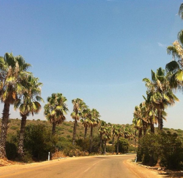 أراضي ديشوم بعدسة سهيل مخول