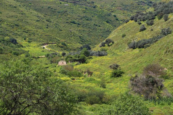 ديشوم / صفد: بعدسة الموثقة رنا عوايسة