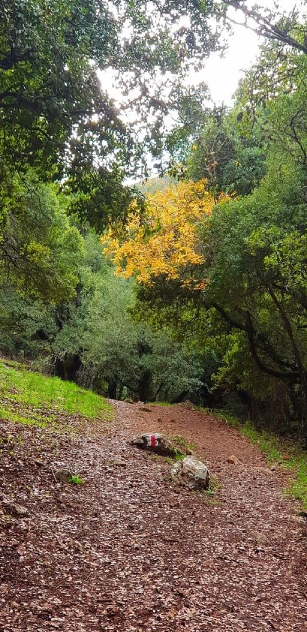 جولة في ربوع وكهوف وأودية وينابيع ديشوم، نقلاً عن موقع فلسطين في الذاكرة.