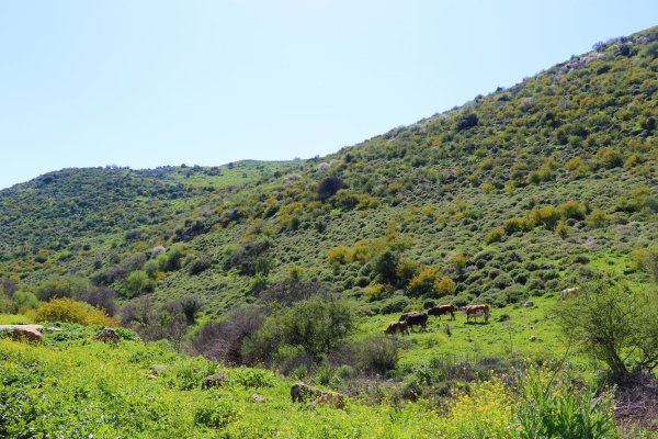 ديشوم / صفد: بعدسة الموثقة رنا عوايسة