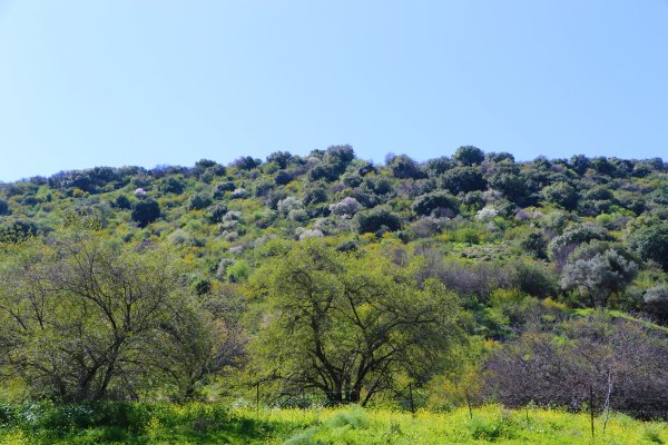 ديشوم / صفد: بعدسة الموثقة رنا عوايسة