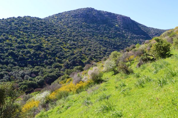 ديشوم / صفد: بعدسة الموثقة رنا عوايسة