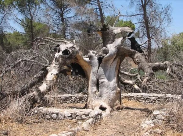 أشجار قديمة في قرية قددس، نقلاً عن موقع فلسطين في الذاكرة