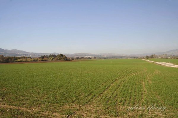 أراضي قريه لزازة المهجرة، نقلاً عن موقع فلسطين في الذاكرة