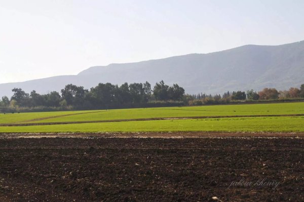 أراضي قريه لزازة المهجرة، نقلاً عن موقع فلسطين في الذاكرة