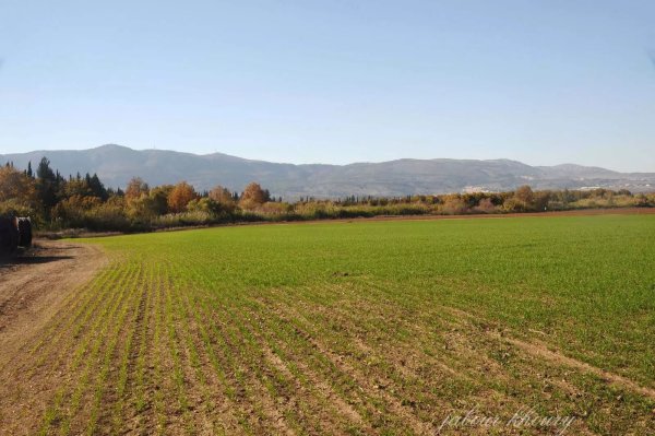 أراضي قريه لزازة المهجرة، نقلاً عن موقع فلسطين في الذاكرة