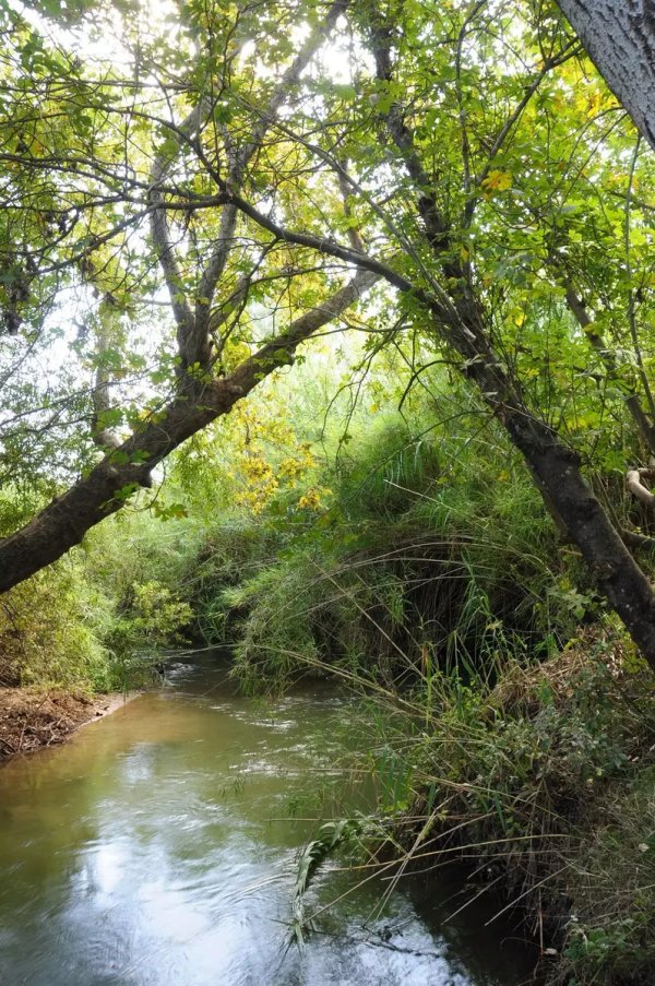 نهر بانياس عند مروره بأراضي قرية مداحل ،نقلاً عن موقع فلسطين في الذاكرة