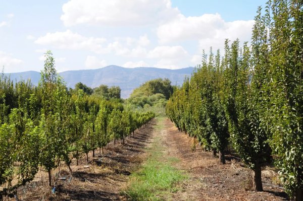 الأشجار في أراضي قرية مداحل، نقلاً عن موقع فلسطين في الذاكرة