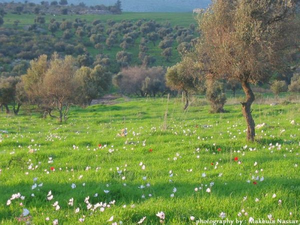  | موسوعة القرى الفلسطينية