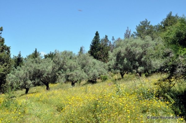 منظر عام لقرية أم الزينات