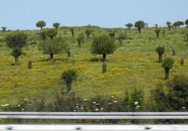 منظر عام لقرية أم الزينات