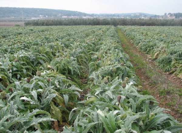 أراضي إجزم المحتلة