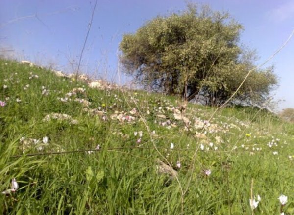  | موسوعة القرى الفلسطينية