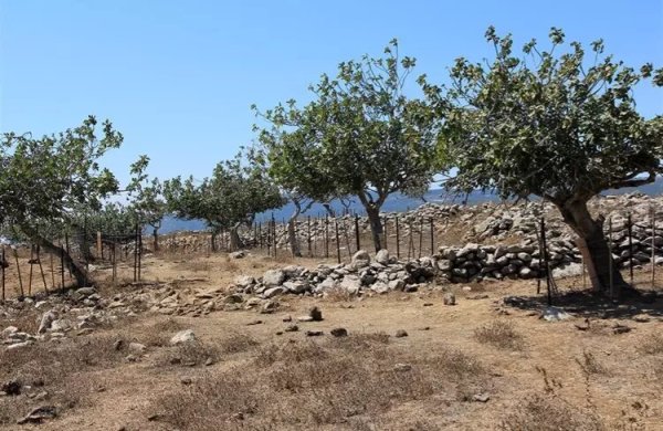  | موسوعة القرى الفلسطينية