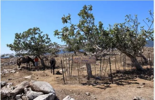  | موسوعة القرى الفلسطينية