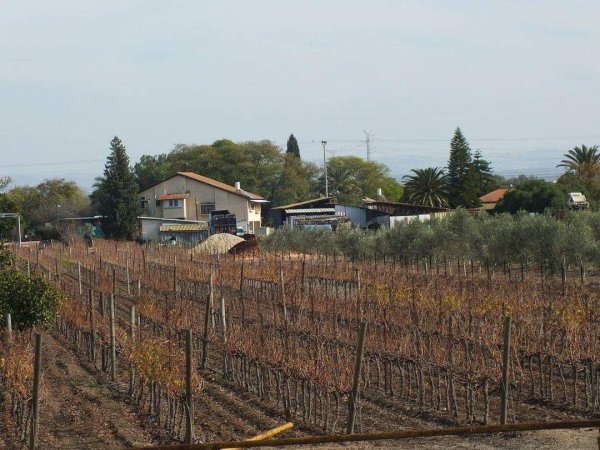 أراضي قرية الجلدية التي يستغلها المتسوطنين في أعمالهم الزراعية