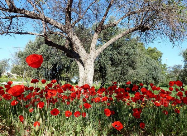  | موسوعة القرى الفلسطينية