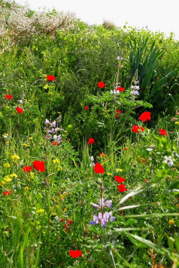  | موسوعة القرى الفلسطينية