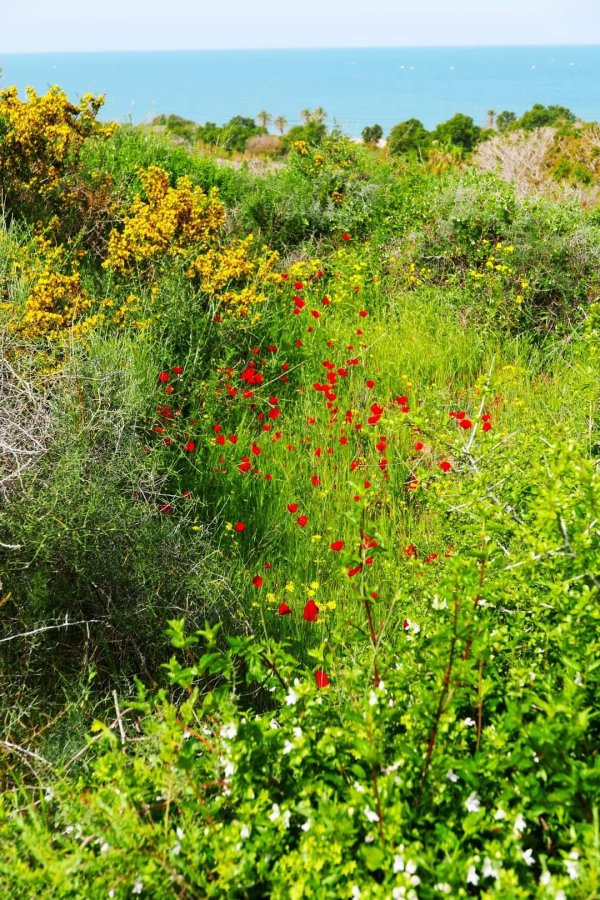  | موسوعة القرى الفلسطينية