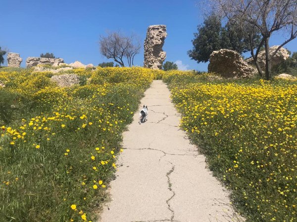  | موسوعة القرى الفلسطينية