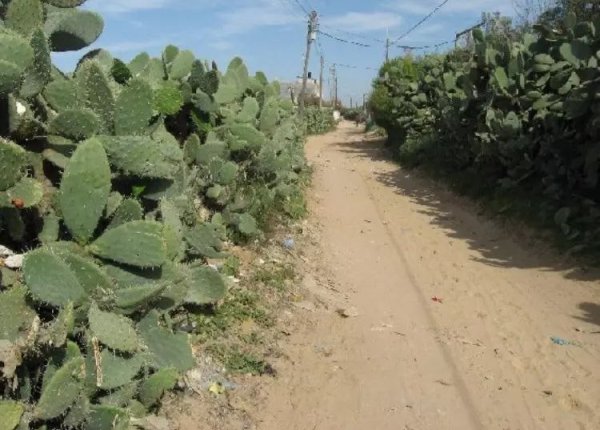 مجموعة صور حديثة من قرية بربرة المهجرة نقلاً عن صفحة قرية بربرة على الفيسبوك