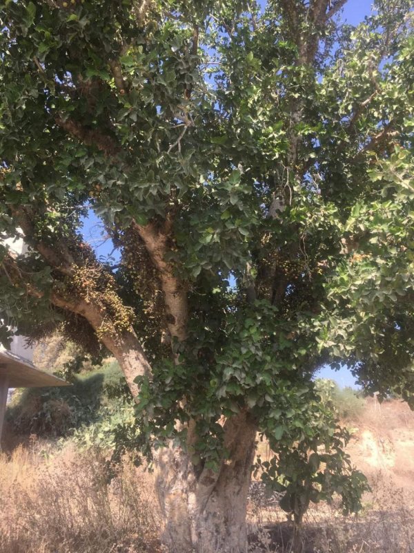 شجرة جميز قديمة باقية في قرية بربرة، نقلاً عن صفحة البروفيسور مصطفى كبها