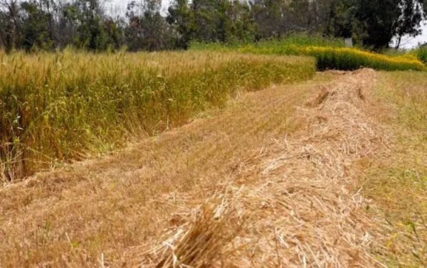 اراضي قرية حتا، نقلاً عن موقع فلسطين في الذاكرة